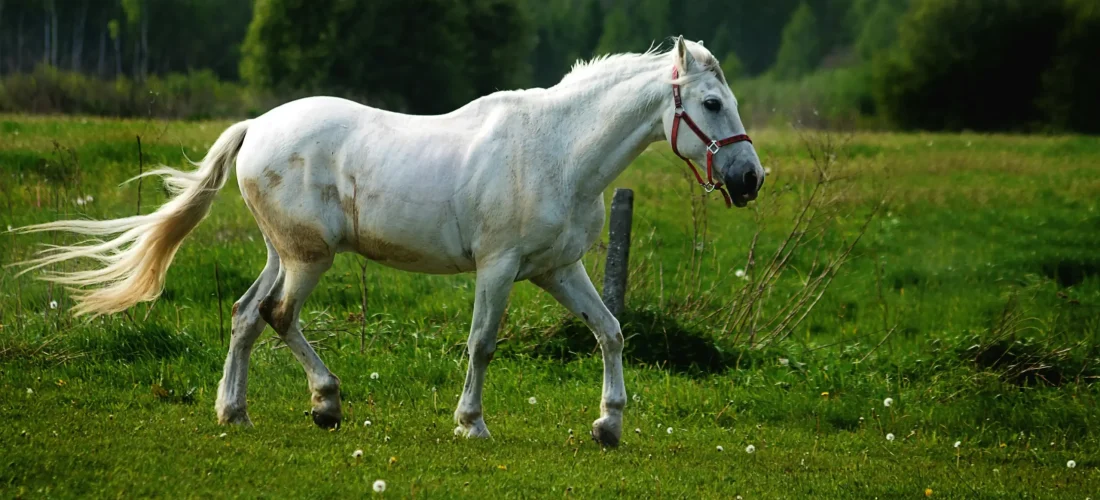 koń